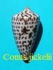 Conus jickelii, Weinkauff 1873